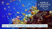 Quattro grandi sfide per l’oceano | World Economic Forum