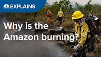 Perché l’Amazzonia sta bruciando?
