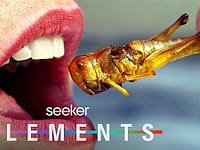 Perché gli insetti potrebbero essere il cibo del futuro | Seeker