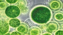 microalgae