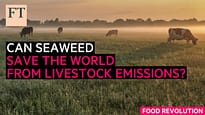 Le alghe possono salvare il mondo dalle emissioni del bestiame? | FT