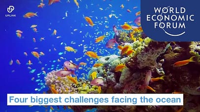 Quattro grandi sfide per l’oceano | World Economic Forum