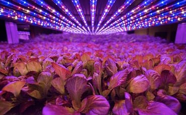 11b-AeroFarmsLED3-credit-AeroFarms