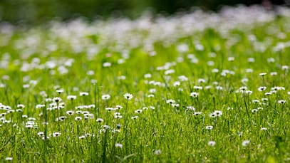 Foto-di-Moreno-Boeron-da-Pixabay