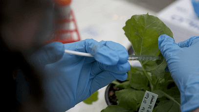 Piante di tabacco modificate geneticamente per combattere il coronavirus | Euronews-237e-5d9c-a3eb-1e20b976ed96-4693824