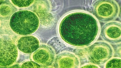 microalgae
