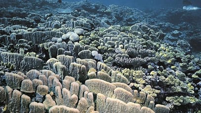 sbiancamento-coralli-etica-sgr-e1493712419737