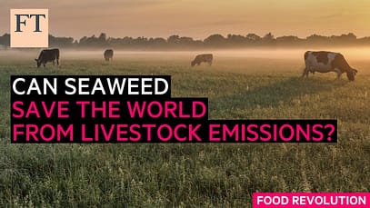 Le alghe possono salvare il mondo dalle emissioni del bestiame? | FT